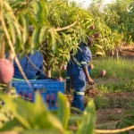 Zimbabwe’s Population Slowdown Exposes False Vaccine Infertility Claims And Politics
