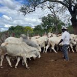 INTERPOL Operation Exposes West African Crime Networks Across Six Continents